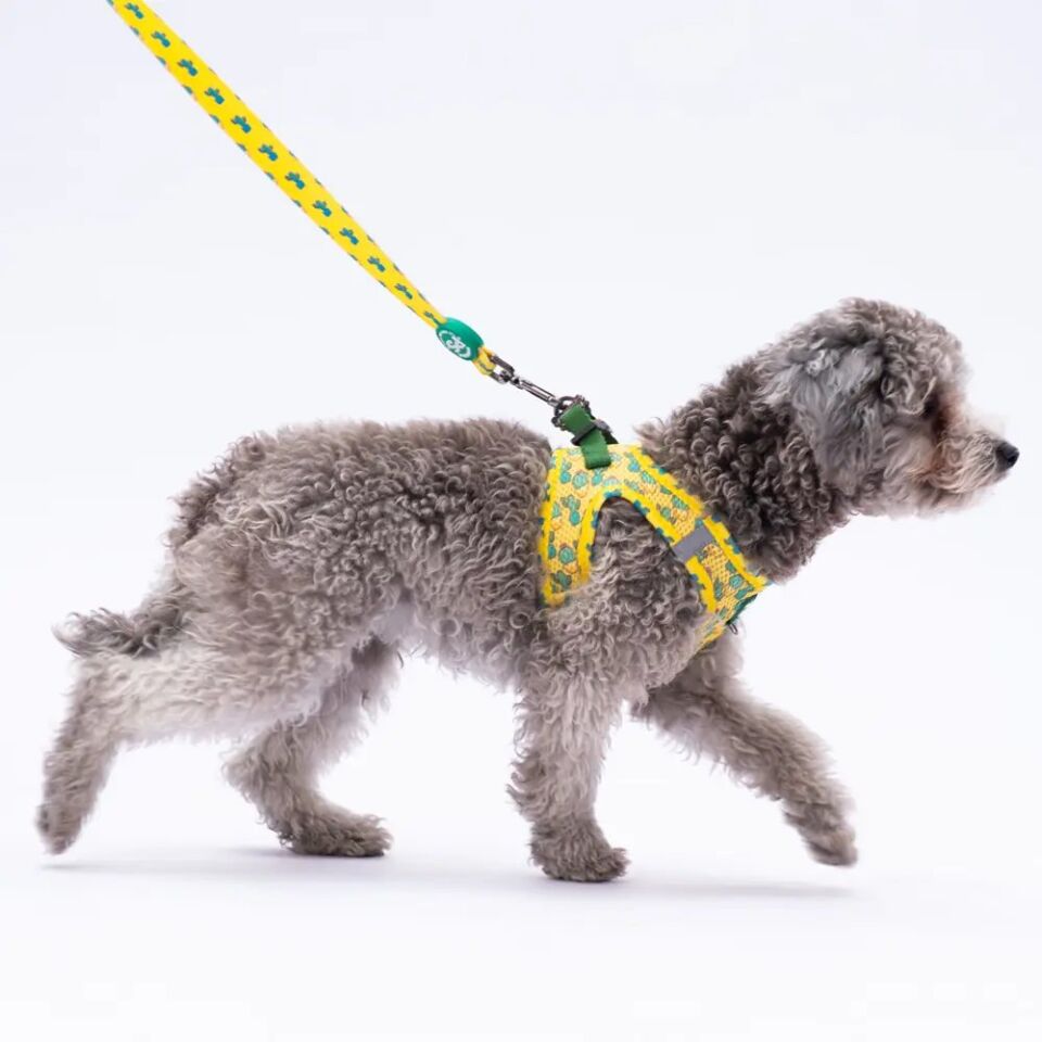 PAWSTAR KAKTÜS DESENLİ GEZDİRME KAYIŞI