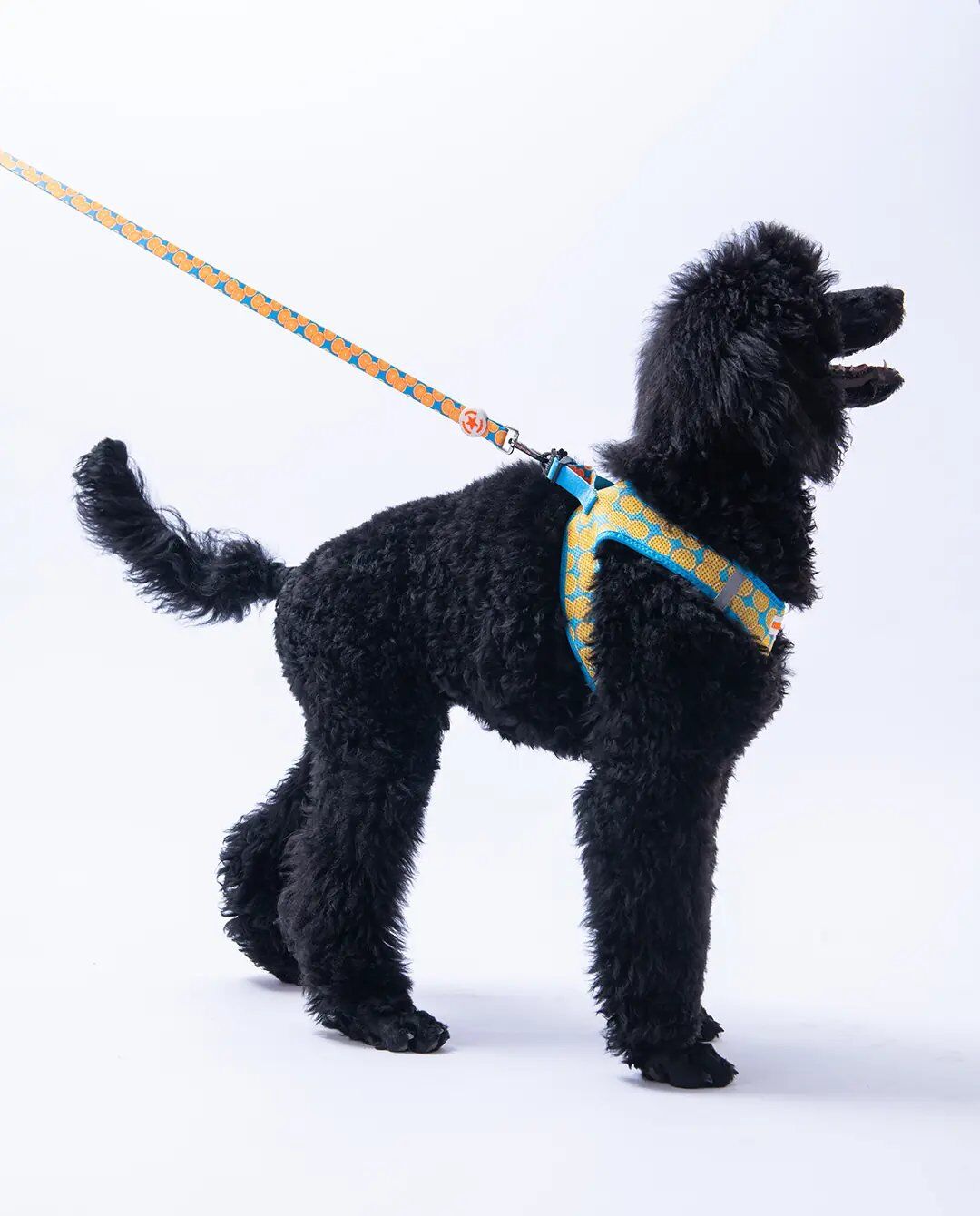 PAWSTAR PORTAKAL DESENLİ GEZDİRME KAYIŞI