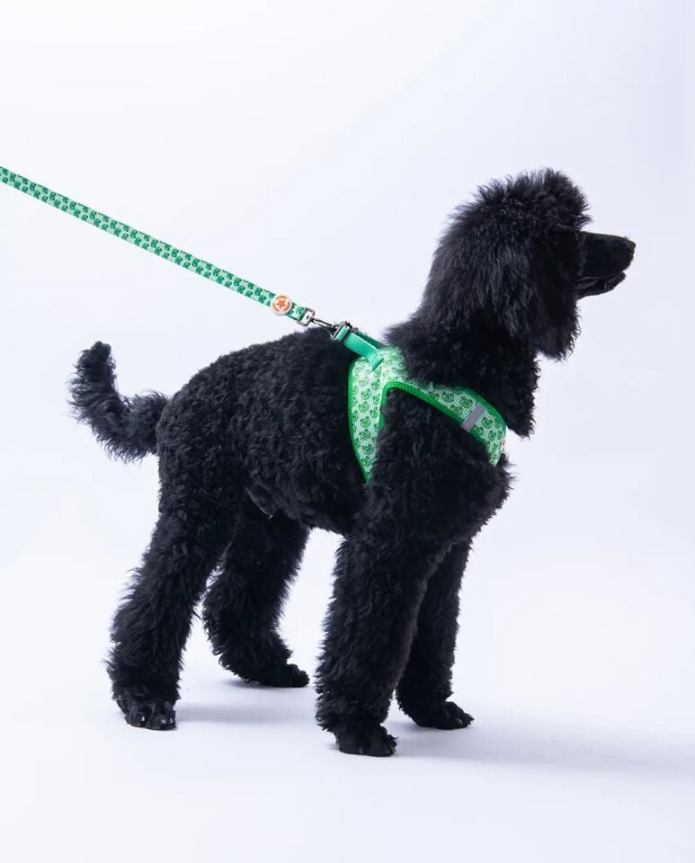 PAWSTAR FROG DESENLİ GEZDİRME KAYIŞI