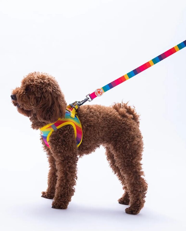 PAWSTAR GÖKKUŞAĞI DESENLİ GEZDİRME KAYIŞI