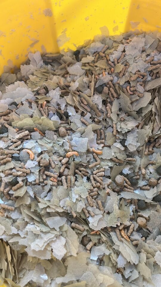 Sera Pond Mix Royal Nature 50 gr Açık Brüt