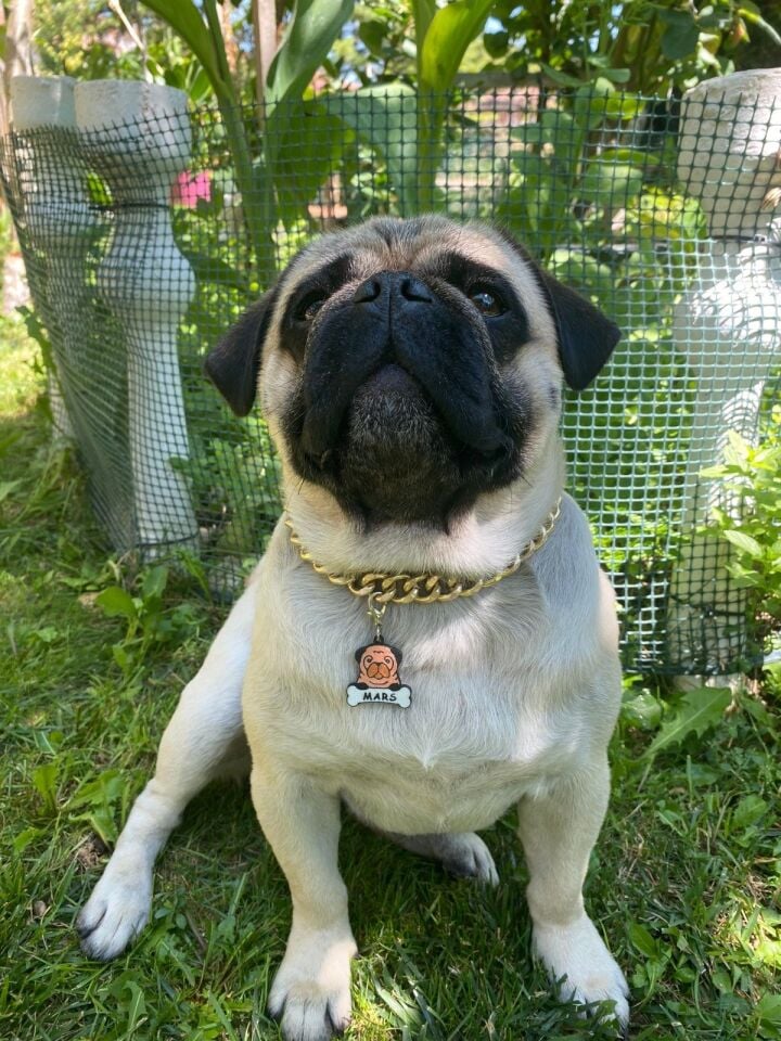 MAJO İSİMLİK PUG 35MMX32MM
