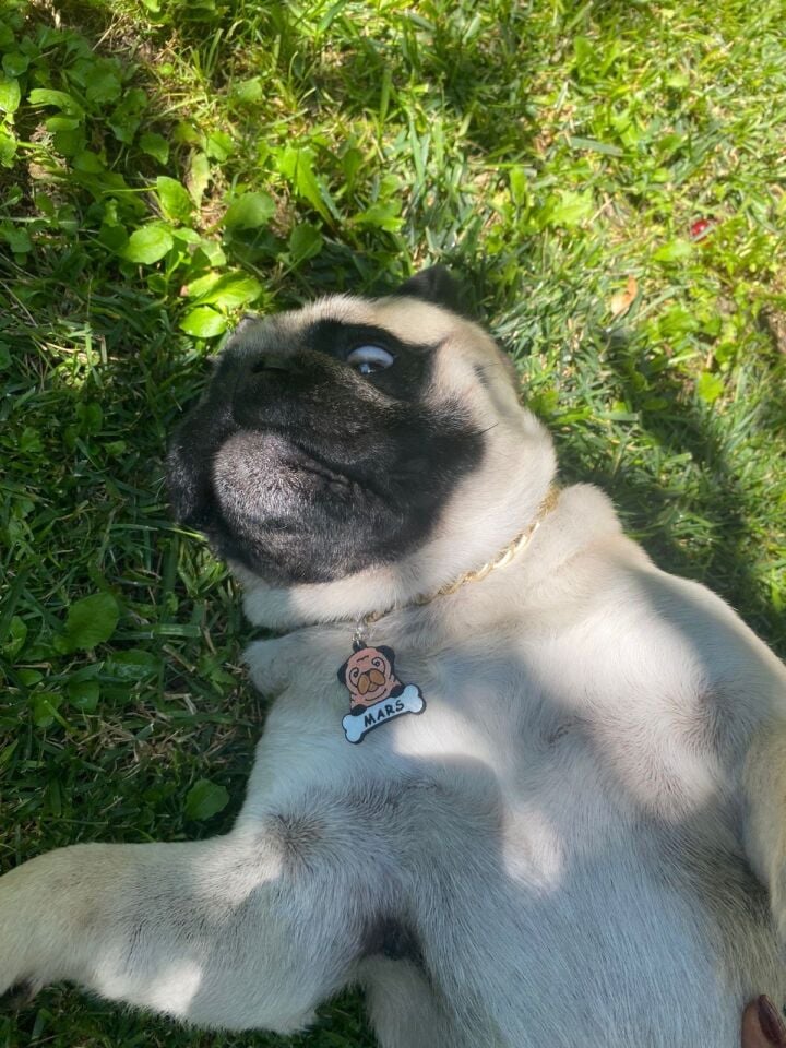 MAJO İSİMLİK PUG 35MMX32MM
