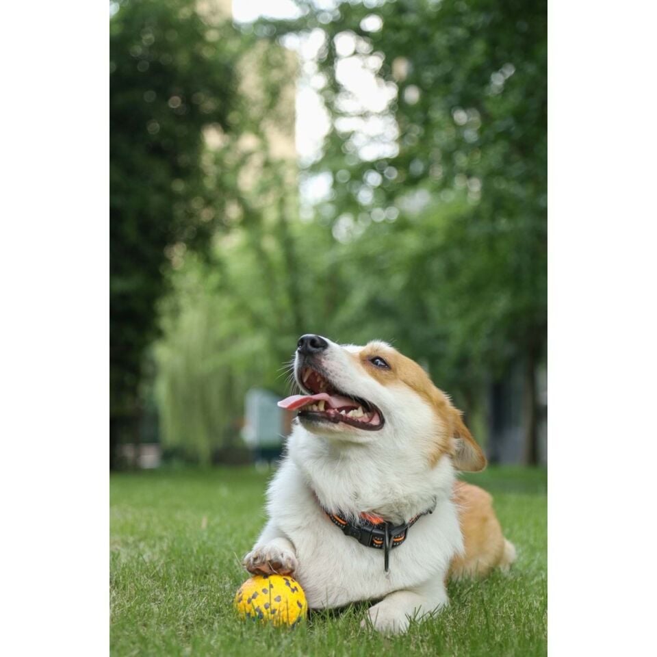 M-PETS BLOOM BALL OYUN TOPU PARÇALANMAZ YELLOW/GRAY