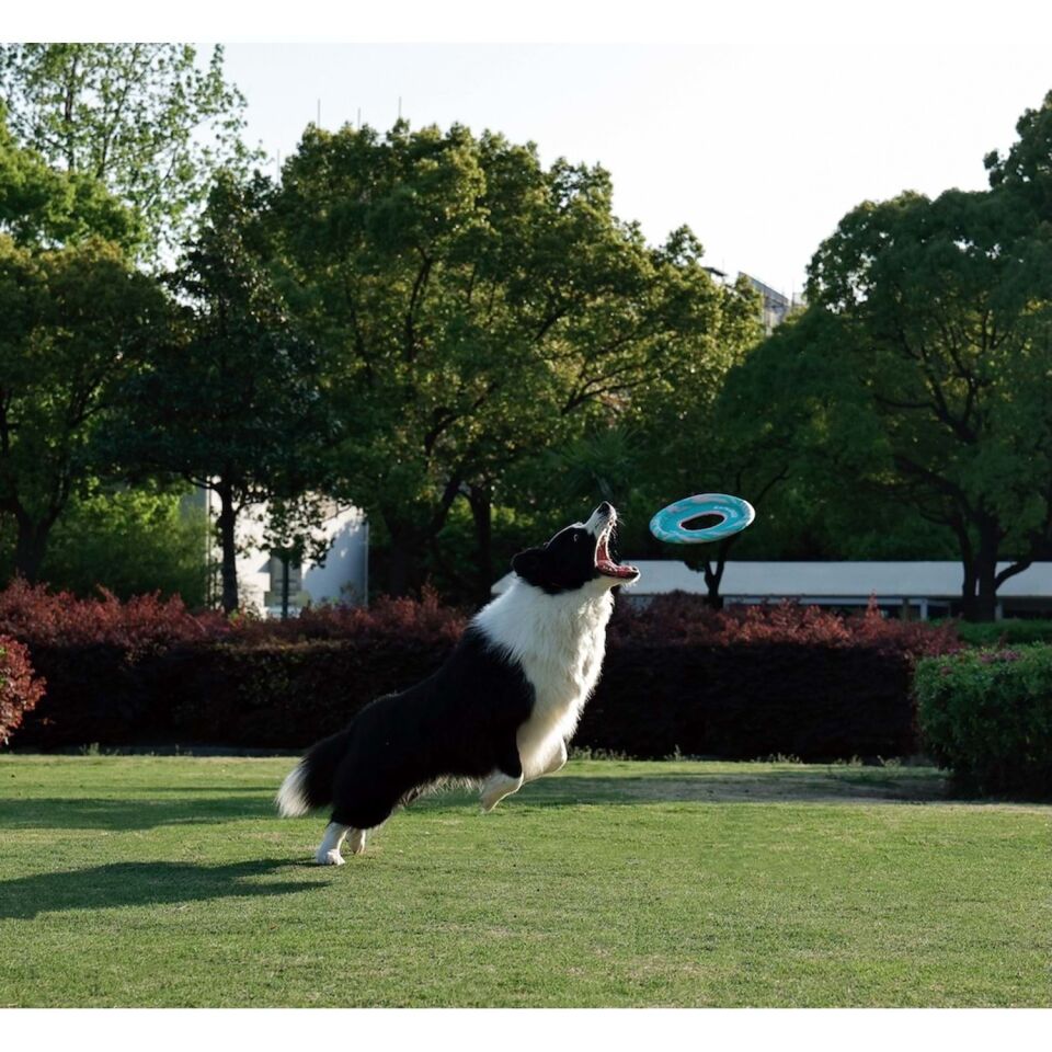 M-PETS SPRINTPUFF FRISBEE KÖPEK OYUNCAĞI PEMBE/YEŞİL