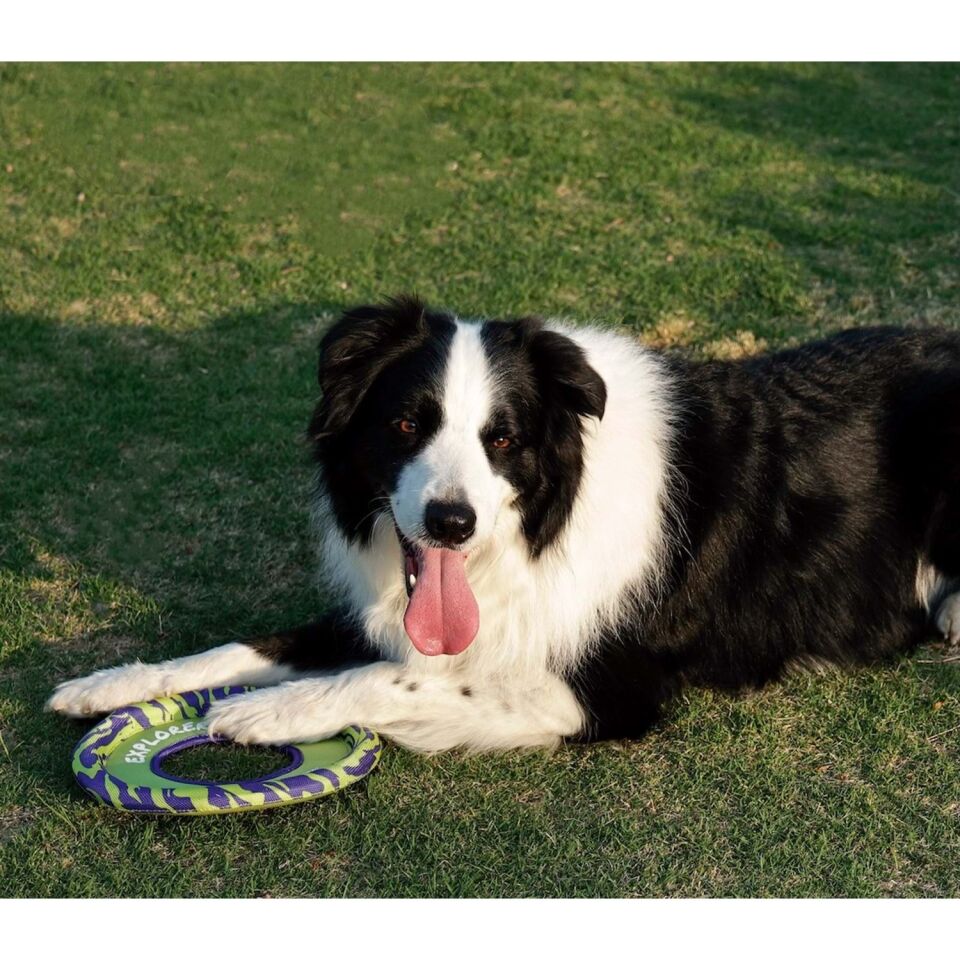 M-PETS SPRINTPUFF FRISBEE KÖPEK OYUNCAĞI YEŞİL/MOR
