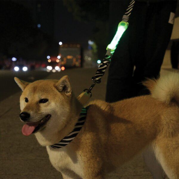 M-PETS FLASH LED BAND GREEN