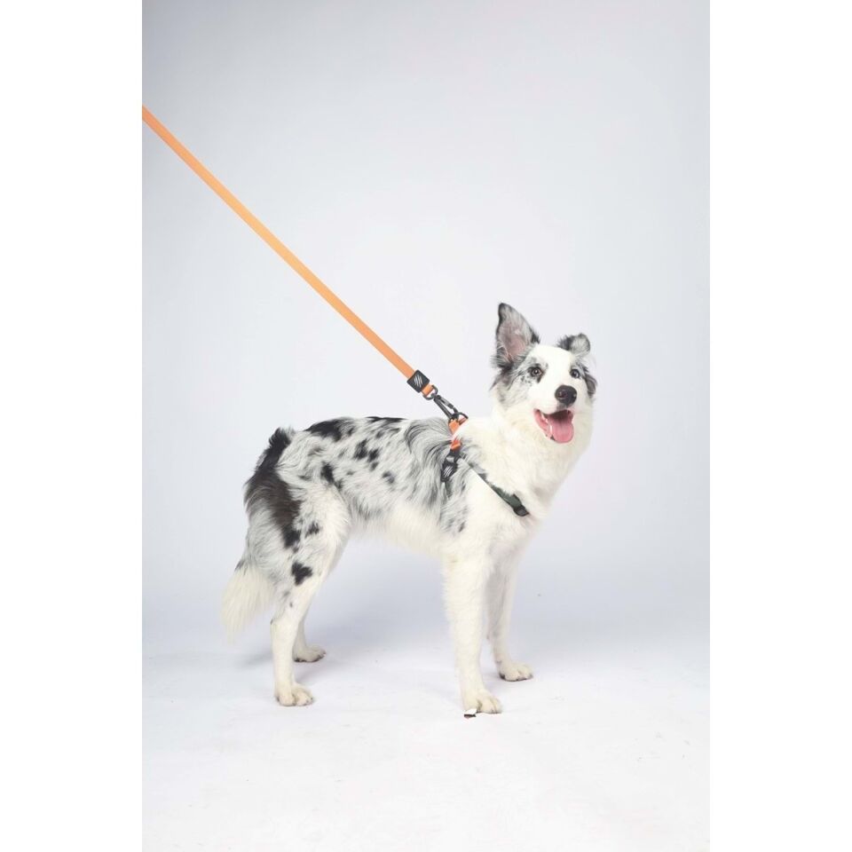 M-PETS WILD JUNGLE LEASH REGULAR (S-M)