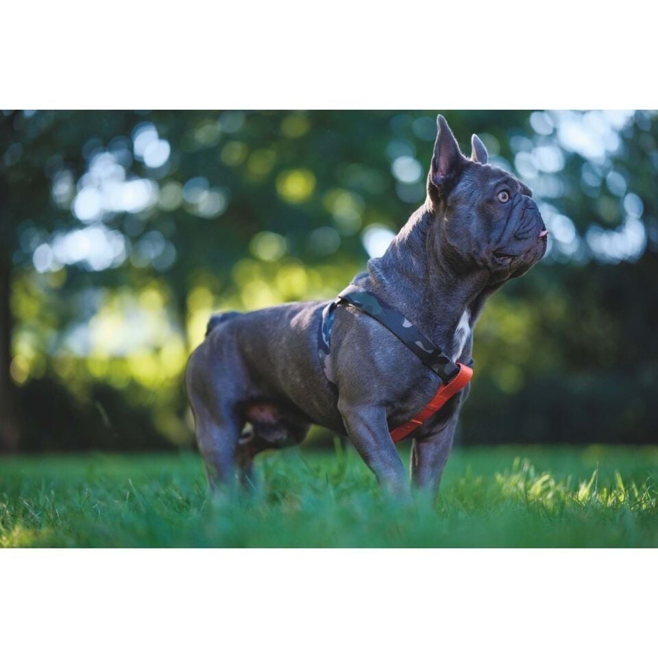 M-PETS WILD JUNGLE HARNESS (L)