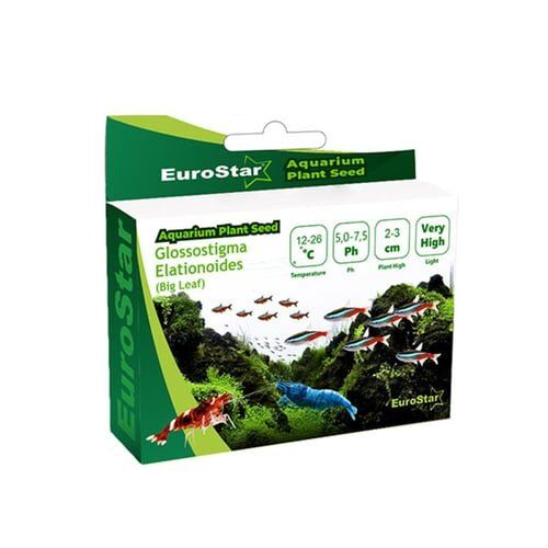 EuroStar Bitki Tohum Big Leaf Base Plant