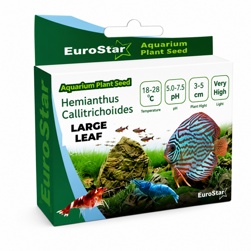 EuroStar bitki Tohum Large