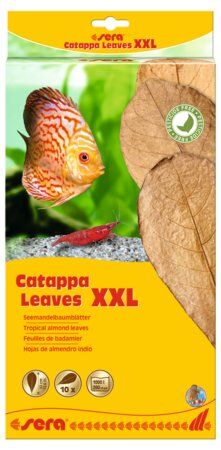 SERA CATAPPA (HİNT YAPRAĞI) LEAVES (XXL)