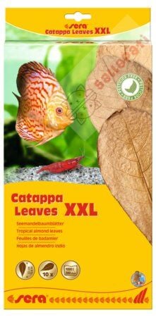 SERA CATAPPA (HİNT YAPRAĞI) LEAVES (XXL)