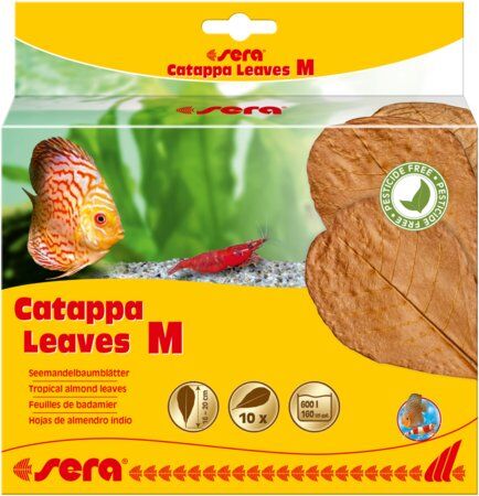 SERA CATAPPA (HİNT YAPRAĞI) LEAVES (M)