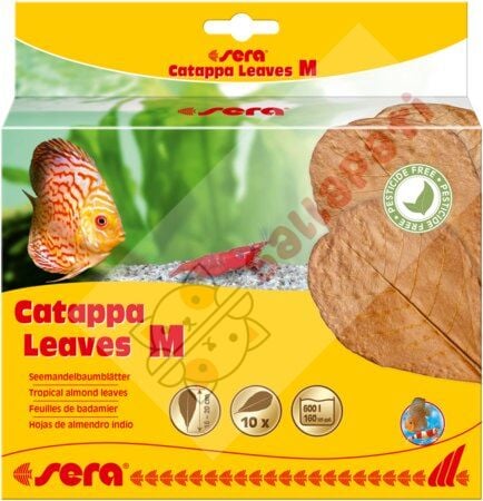 SERA CATAPPA (HİNT YAPRAĞI) LEAVES (M)